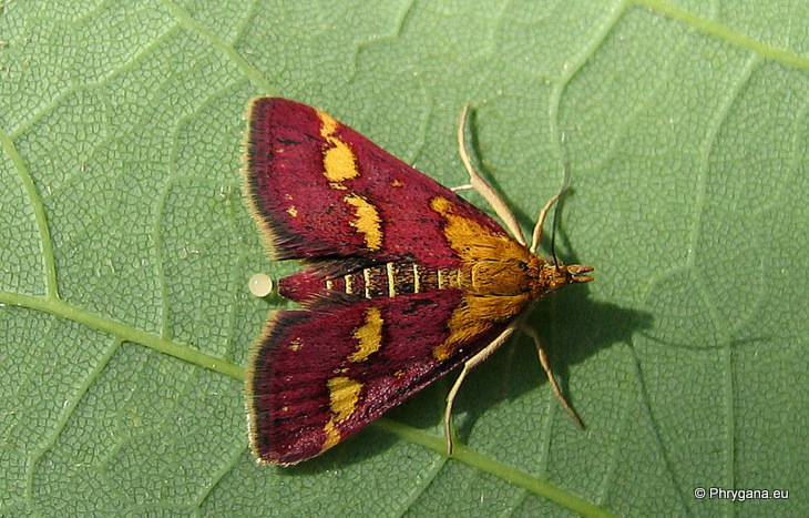 Pyrausta purpuralis (Linnaeus 1758)  