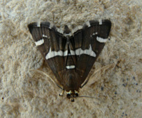 Spoladea recurvalis (Fabricius 1775)