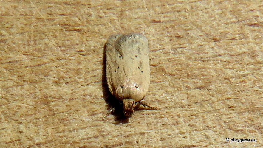 Agonopterix nodiflorella (Millière, 1866)  