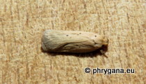 Depressariidae - Agonopterix nodiflorella (Millière, 1866)