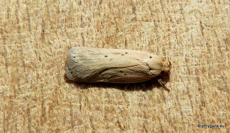 Agonopterix nodiflorella (Millière, 1866)   