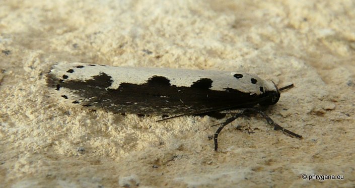 Ethmia bipunctella (Fabricius, 1775)  