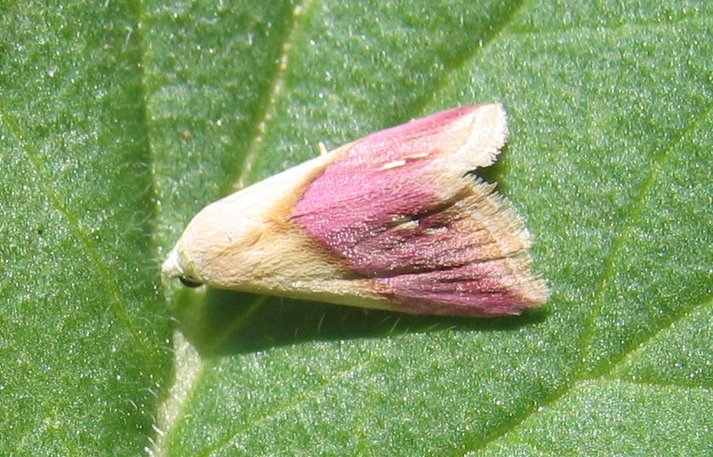 Eublemma cochylioides   (Guenée, 1852)  