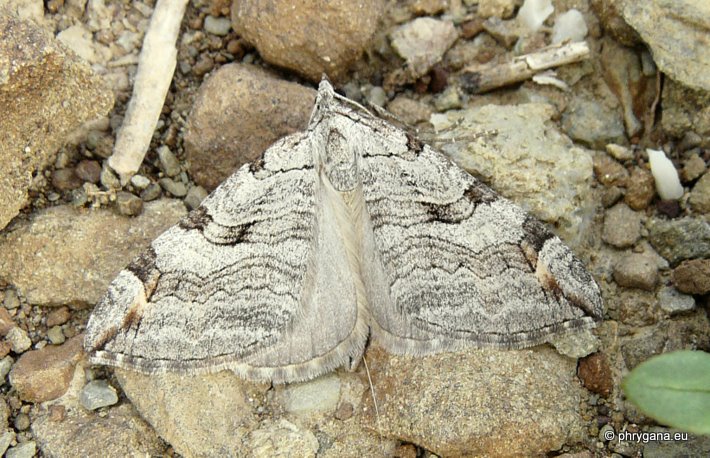  Aplocera plagiata   (Linnaeus 1758)  