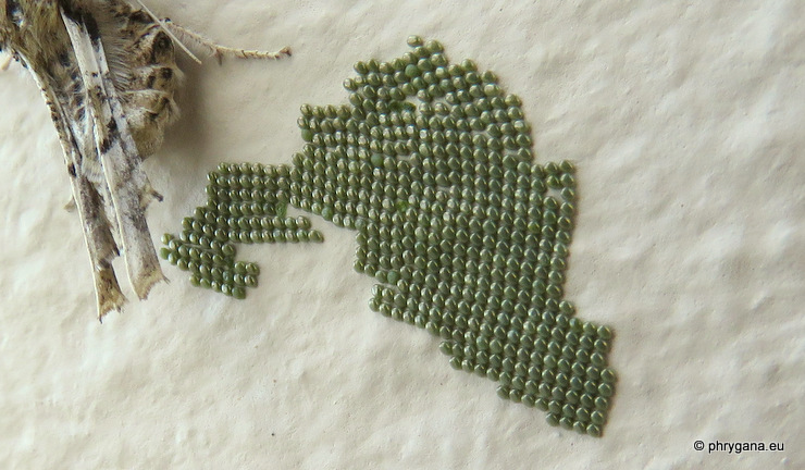Apochima flabellaria   (Heeger, 1838)   