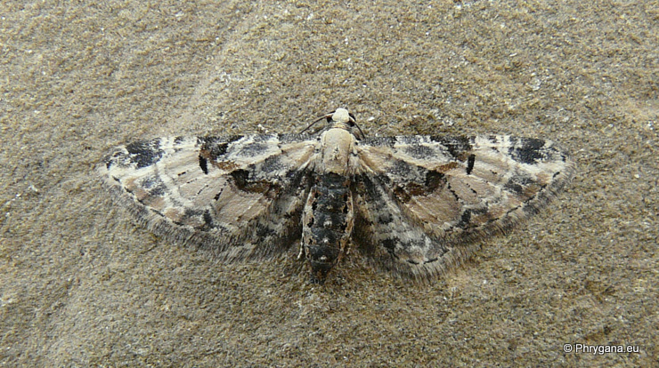 Eupithecia extremata  (Rebel 1901)