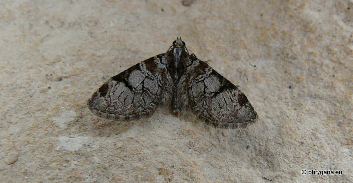 Eupithecia insigniata   (Hubner 1790)  
