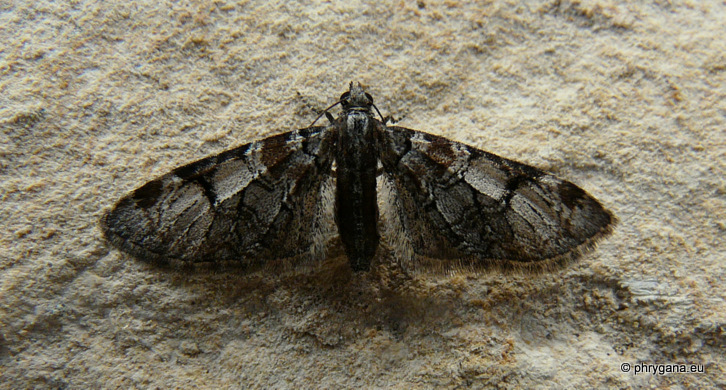 Eupithecia insigniata   (Hubner 1790)   