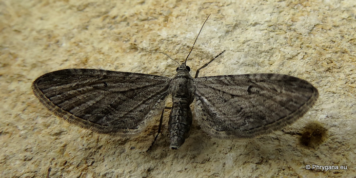 Eupithecia unedonata   Mabille, 1868    