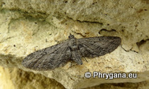 Eupithecia unedonata Mabille 1868