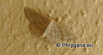 Idaea elongaria (Rambur 1833)