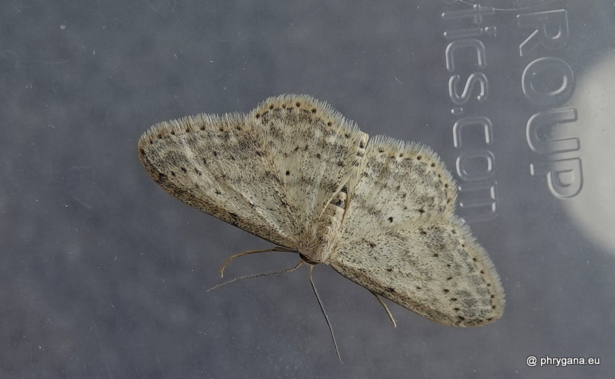 Idaea seriata (Schrank, 1802)   
