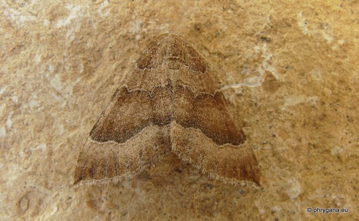 Larentia clavaria (Haworth 1809)    