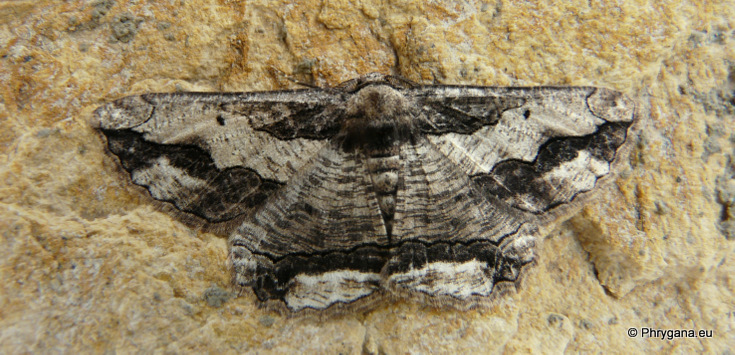 Menophra japygiaria (O. Costa? 1849)   