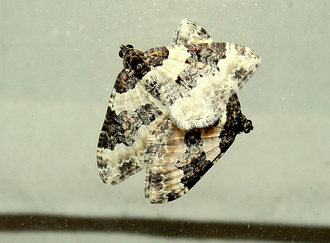 Protorhoe unicata (Guenée 1858)   