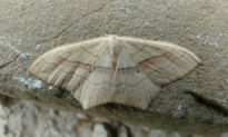 Scopula (Calothysanis) imitaria (Hunner 1799)