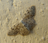 Scopula (Calothysanis) marginepunctata (Goeze 1781)