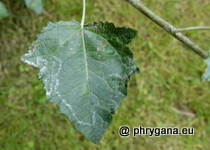 Gracillariidae - Phyllocnistis xenia M. Hering, 1936