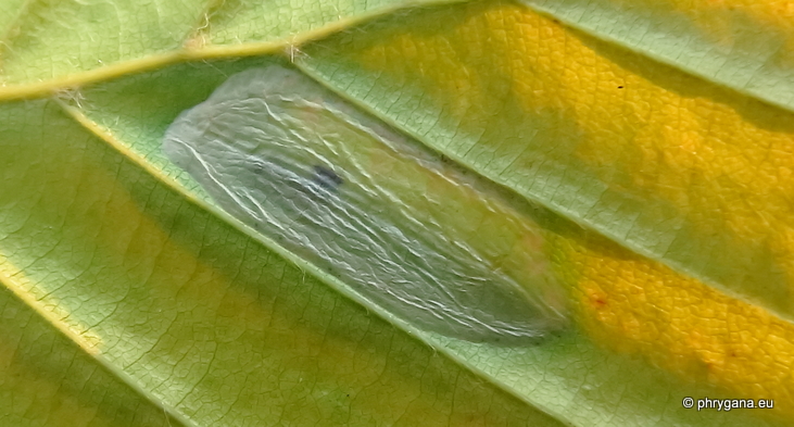Phyllonorycter maestingella   (Linnaeus, 1758)