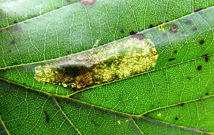 Phyllonorycter rajella   (Linnaeus, 1758)  
