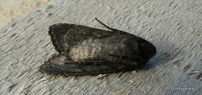 Aporophyla nigra nigra (Haworth 1809) 
