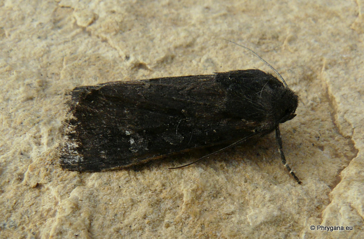 Aporophyla nigra  nigra (Haworth 1809) 