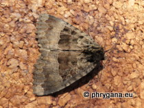 Noctuidae - Mormo maura (Linnaeus, 1758)