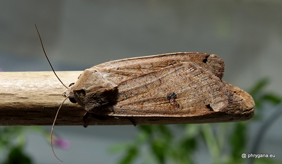 Noctua pronuba (Linnaeus 1758)   