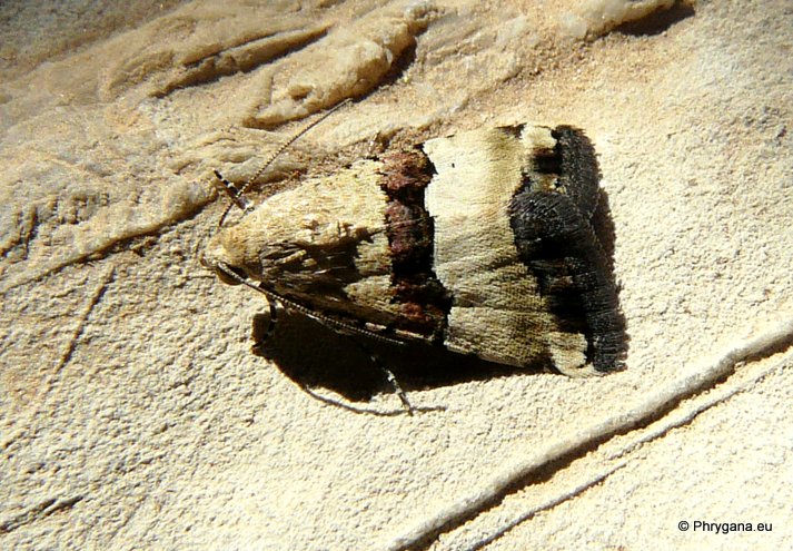 Pseudozarba bipartita (Herrich-Schaffer 1850)   