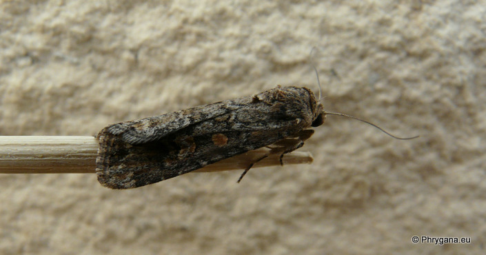 Spodoptera exigua (Hubner 1808)  