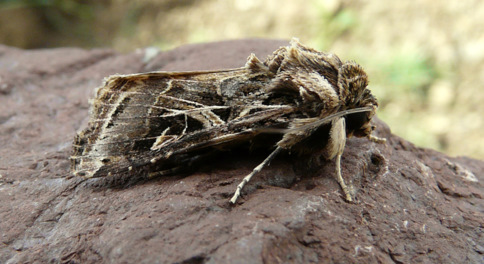 Spodoptera littoralis (Boisduval 1833) 
  