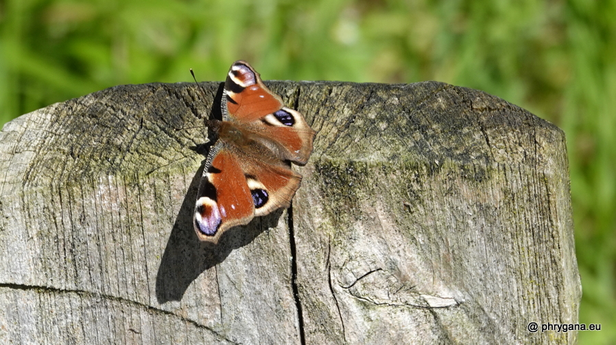 Aglais io (Linnaeus, 1758)   