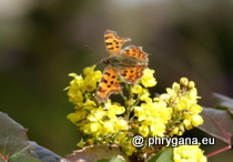 Polygonia c-album (Linnaeus, 1758)