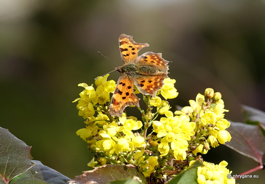 Polygonia c-album  (Linnaeus, 1758)   