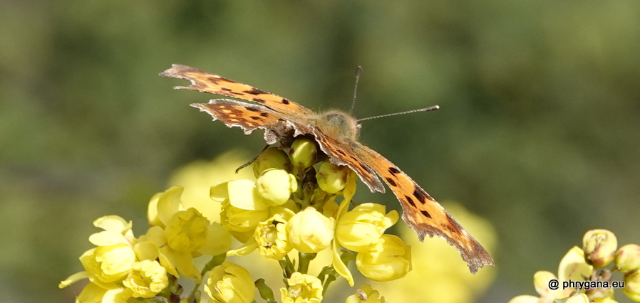 Polygonia c-album  (Linnaeus, 1758)  