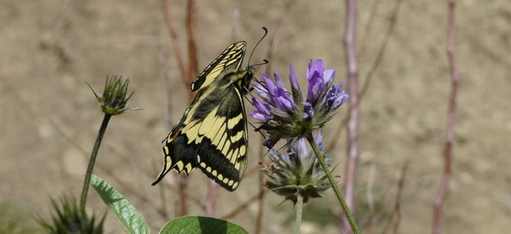 Papilio machaon Linnaeus 1758  