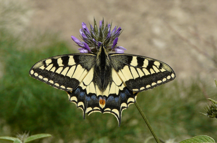 Papilio machaon Linnaeus 1758   