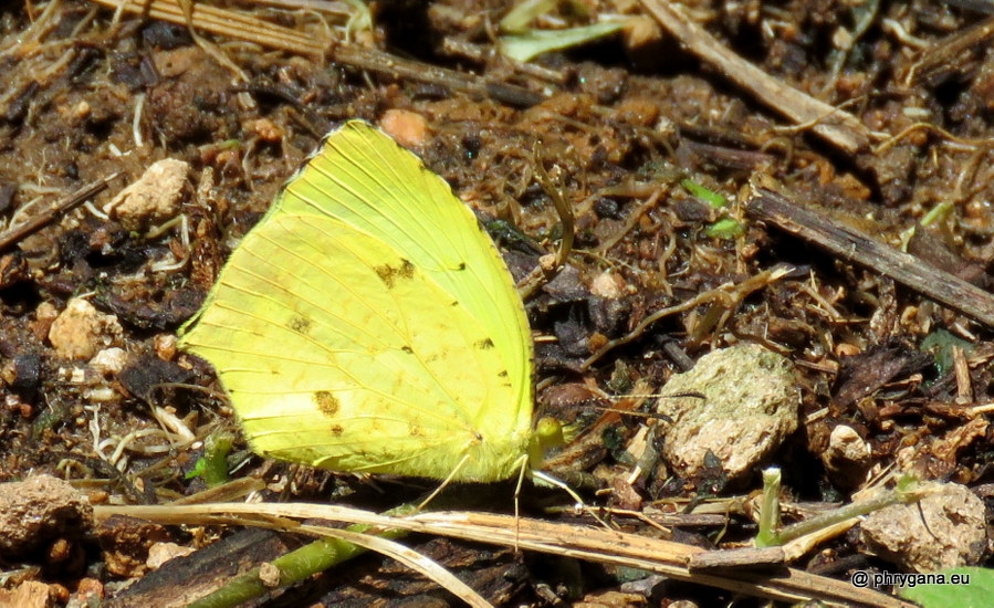 Abaeis salome subsp. <em>jamapa</em> (Reakirt, 1866) 