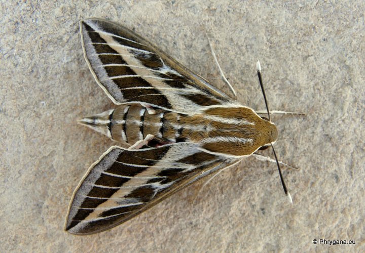 Hyles livornica      (Linnaeus 1758)   