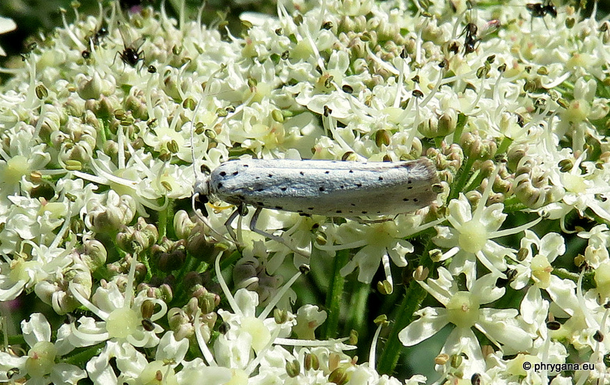 Yponomeuta padella (Linnaeus, 1758)  