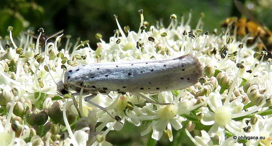 Yponomeuta padella (Linnaeus, 1758)   