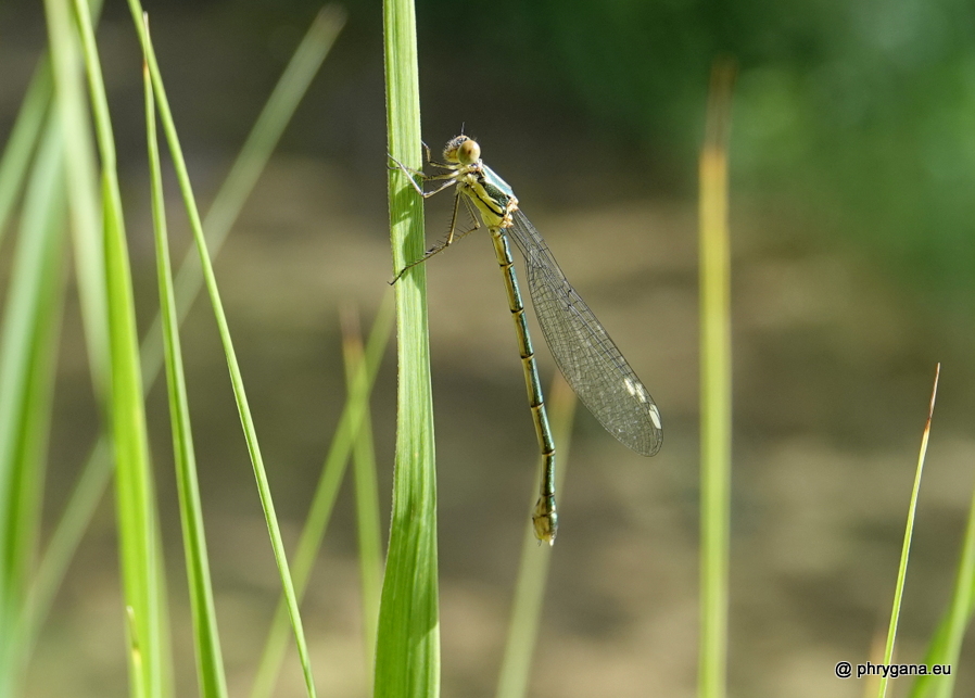 Chalcolestes viridis  (Vander Linden, 1825)   