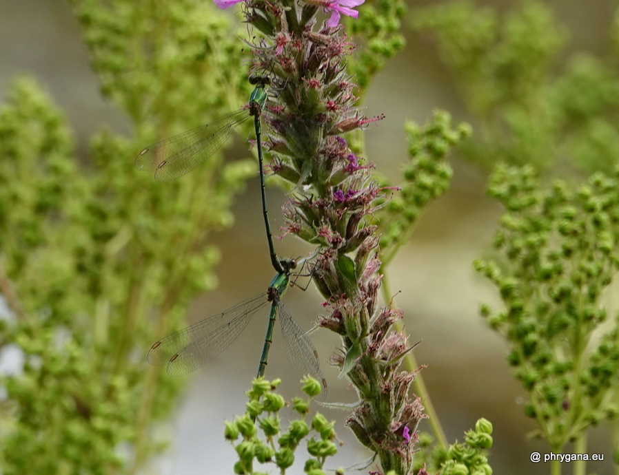 Chalcolestes viridis  (Vander Linden, 1825)  