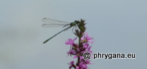 Lestidae - Chalcolestes viridis (Vander Linden, 1825)