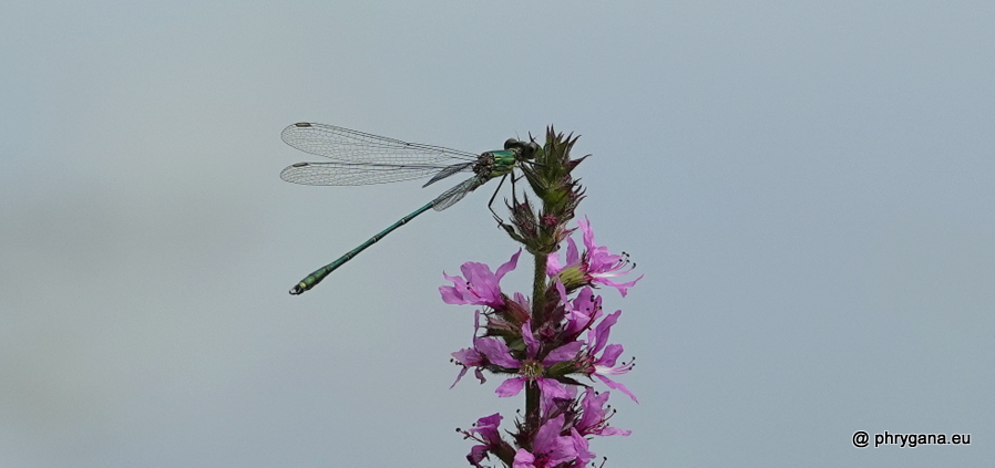 Chalcolestes viridis  (Vander Linden, 1825)   