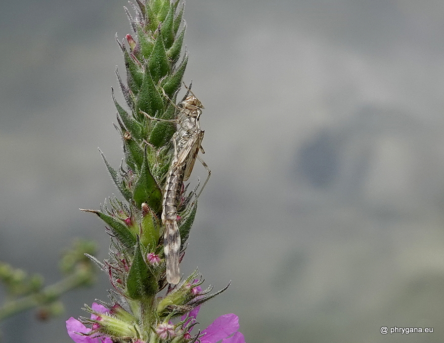 Chalcolestes viridis  (Vander Linden, 1825)   