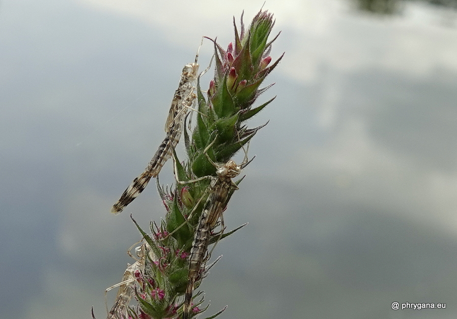 Chalcolestes viridis  (Vander Linden, 1825)   