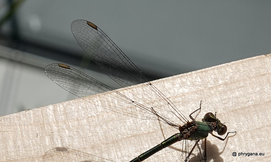 Chalcolestes viridis  (Vander Linden, 1825)   