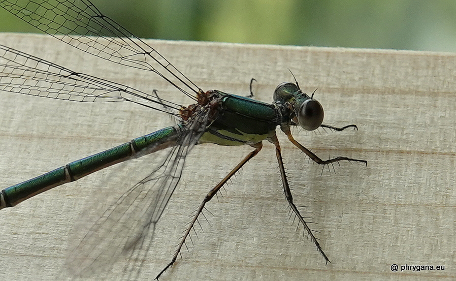 Chalcolestes viridis  (Vander Linden, 1825)   