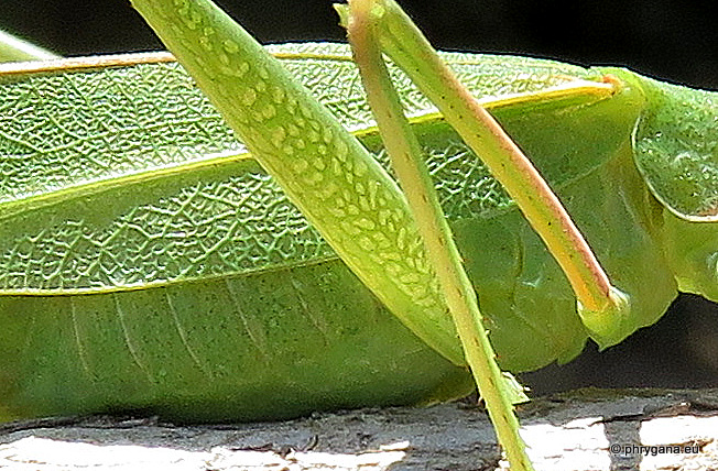 Acrometopa cretensis cretensis    Ramme 1927 
  